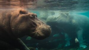 National Geographic estrena serie inédita sobre vida salvaje en África