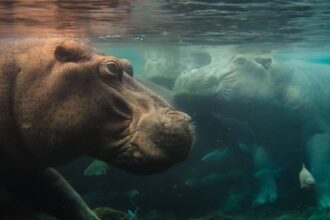 National Geographic estrena serie inédita sobre vida salvaje en África