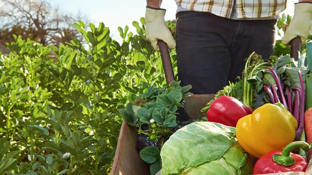 República Dominicana sirve 4 millones de almuerzos mensuales