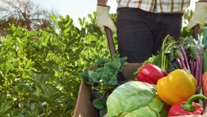 República Dominicana sirve 4 millones de almuerzos mensuales