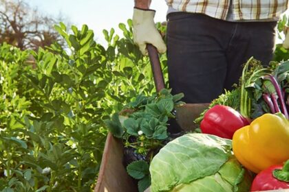 República Dominicana sirve 4 millones de almuerzos mensuales