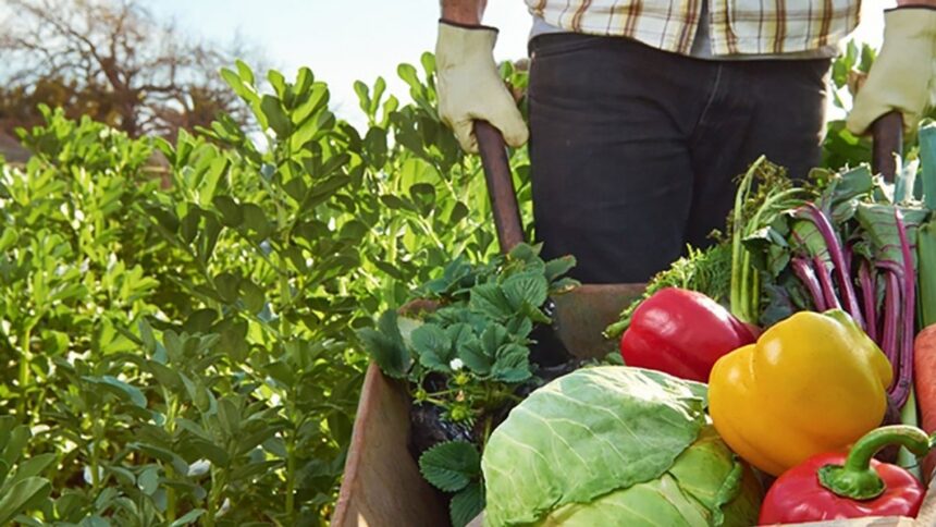 República Dominicana sirve 4 millones de almuerzos mensuales