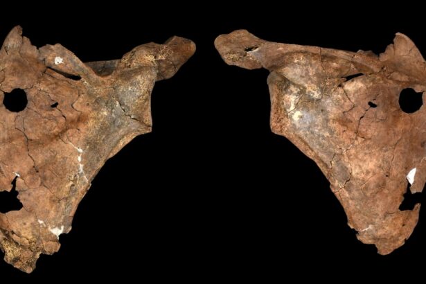 Neandertal herido por lanza revela cuidados y rituales funerarios