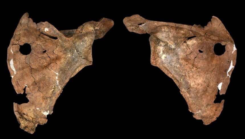 Neandertal herido por lanza revela cuidados y rituales funerarios